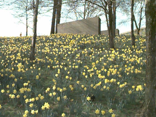 Photograph of daffodils at the May 4 Memorial